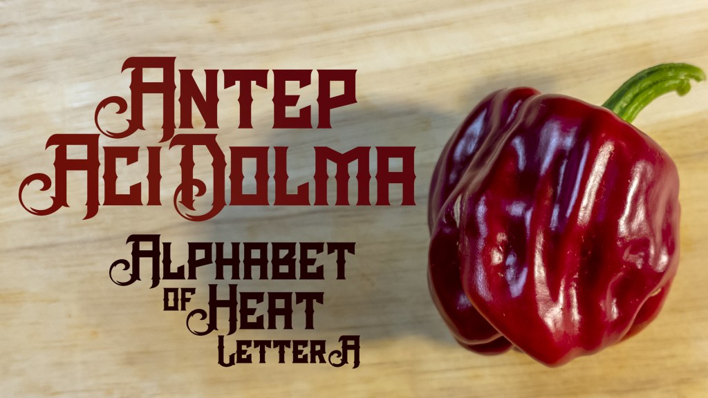 Antep Aci Dolma – A Spicy Bell&nbsp;Pepper?!