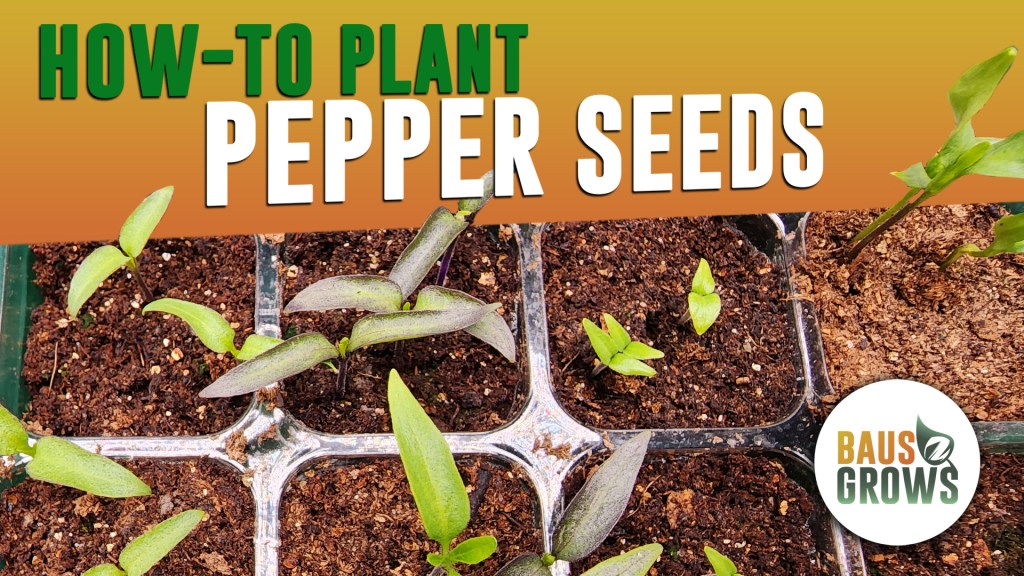 How to Start Pepper Seeds Indoors –&nbsp;Easy!