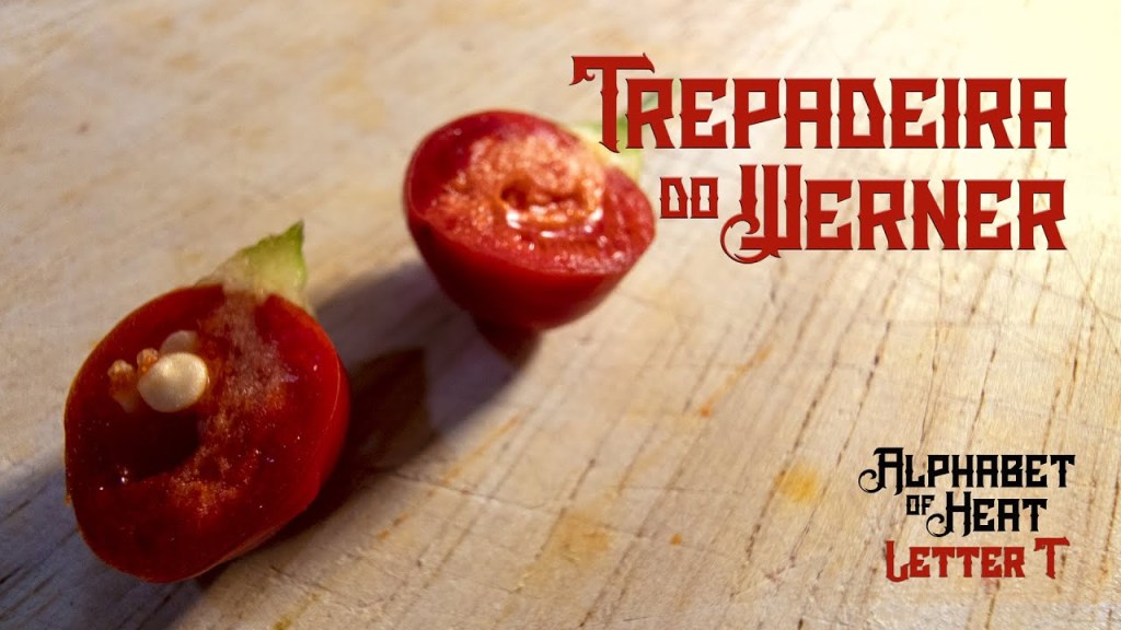 Trepadeira do Werner&nbsp;Pepper